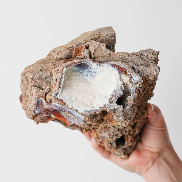 Otherworldly Agatized Coral Fossil