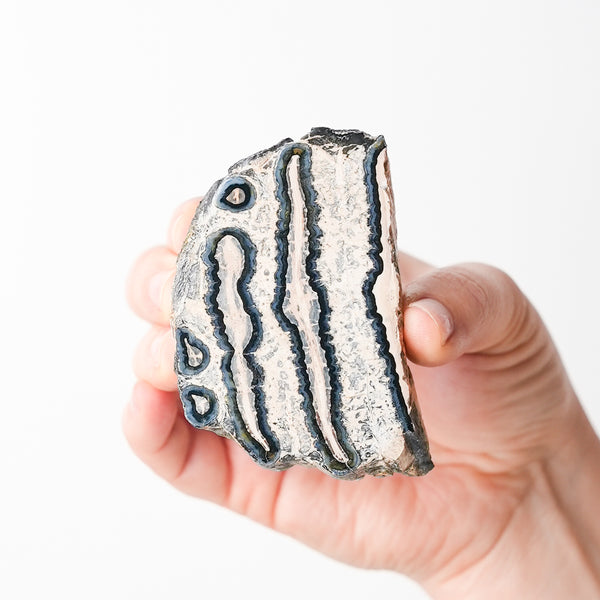 Mammoth Tooth Fossil Slice