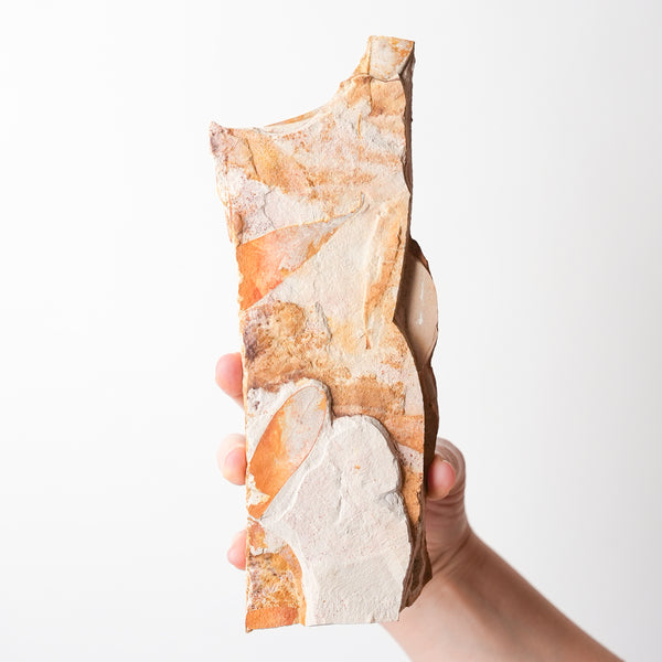 Glossopteris Fossil