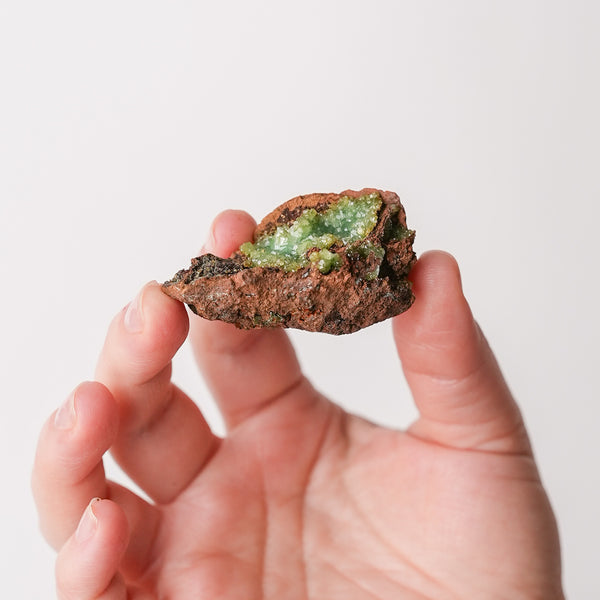 Sparkly Mexican Adamite