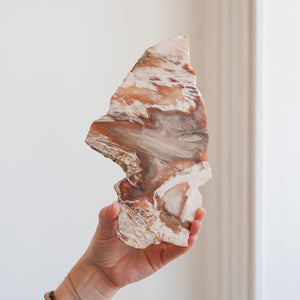 Petrified Wood Slab from Washington