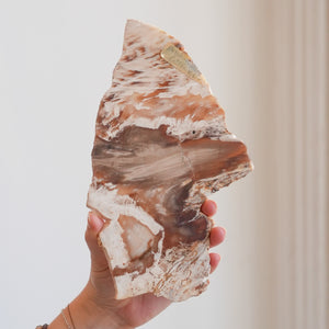 Petrified Wood Slab from Washington