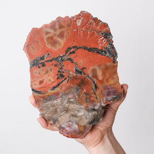 Vibrant Araucaria Petrified Wood