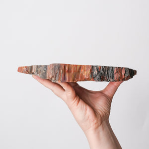 Vibrant Araucaria Petrified Wood