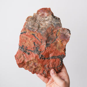 Vibrant Araucaria Petrified Wood