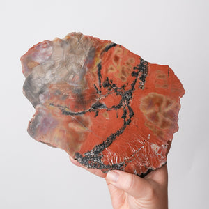 Vibrant Araucaria Petrified Wood