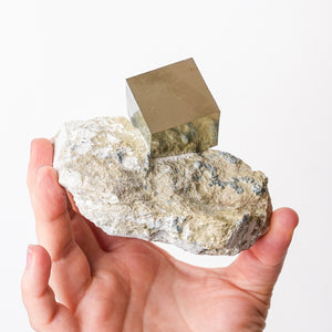 Large Cubic Pyrite in Marlstone