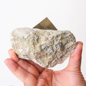 Large Cubic Pyrite in Marlstone
