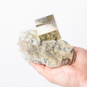 Large Cubic Pyrite in Marlstone