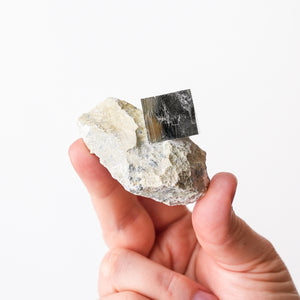 Cubic Pyrite in Marlstone