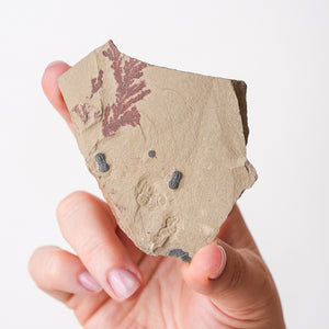 Cambrian Era Trilobite Fossil