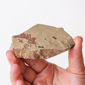 Cambrian Era Trilobite Fossil