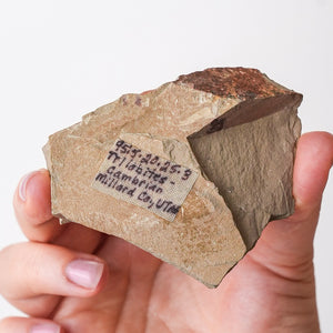 Cambrian Era Trilobite Fossil