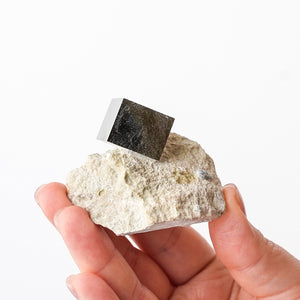 Cubic Pyrite in Marlstone