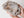 Incredible Rare Quality Agatized Florida Coral Fossil