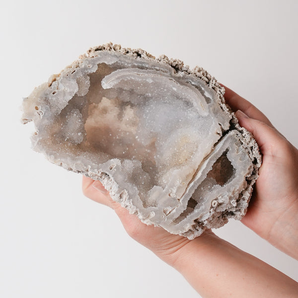 Incredible Rare Quality Agatized Florida Coral Fossil