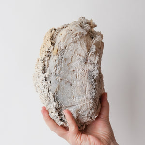 Incredible Rare Quality Agatized Florida Coral Fossil