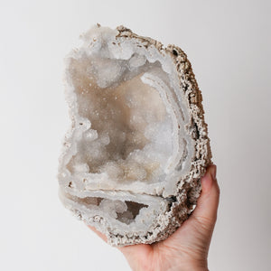 Incredible Rare Quality Agatized Florida Coral Fossil