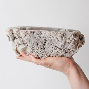 Incredible Rare Quality Agatized Florida Coral Fossil