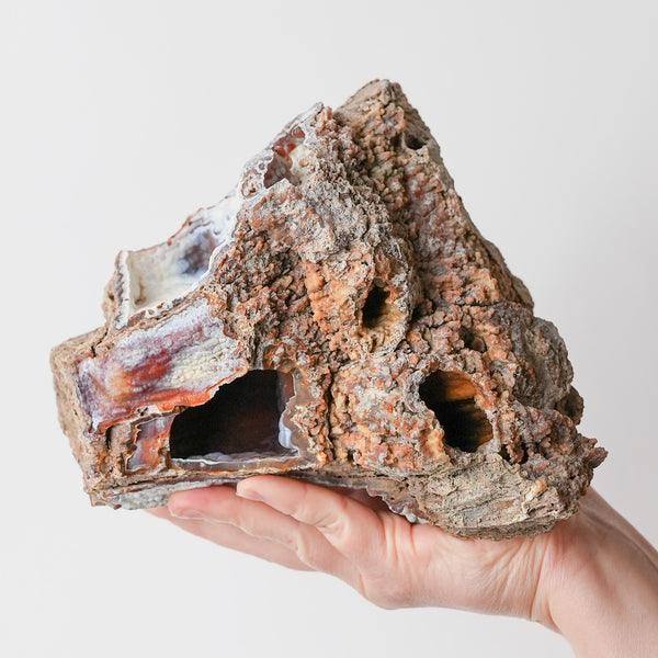 Otherworldly Agatized Coral Fossil