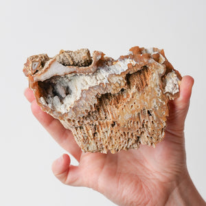 Agatized Florida Coral Fossil