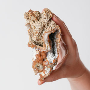 Agatized Florida Coral Fossil