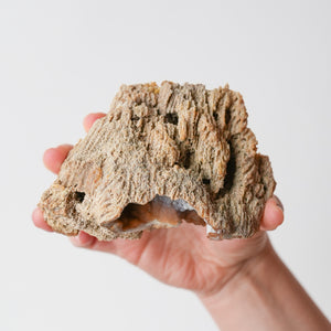 Agatized Florida Coral Fossil