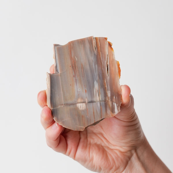 Oregon Petrified Wood Slice