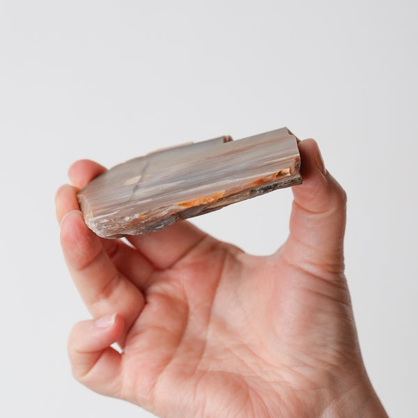 Oregon Petrified Wood Slice