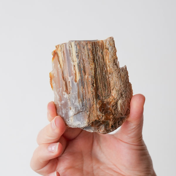 Oregon Petrified Wood Slice