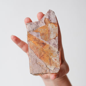 Glossopteris Fossil
