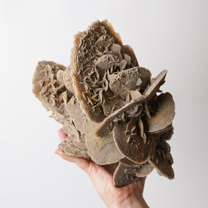 Stunning Desert Rose (Selenite)