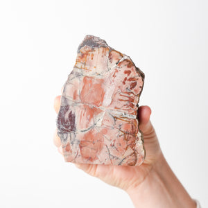 Polished Petrified Wood