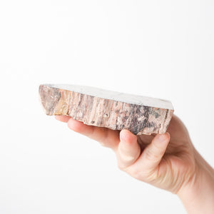 Polished Petrified Wood