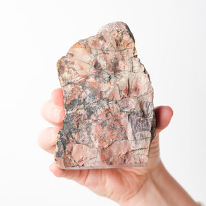 Polished Petrified Wood