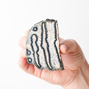 Mammoth Tooth Fossil Slice