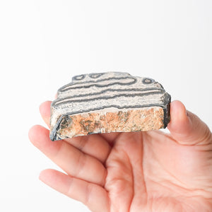 Mammoth Tooth Fossil Slice