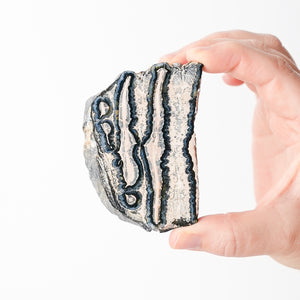 Mammoth Tooth Fossil Slice