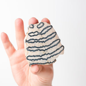 Mammoth Tooth Fossil Slice