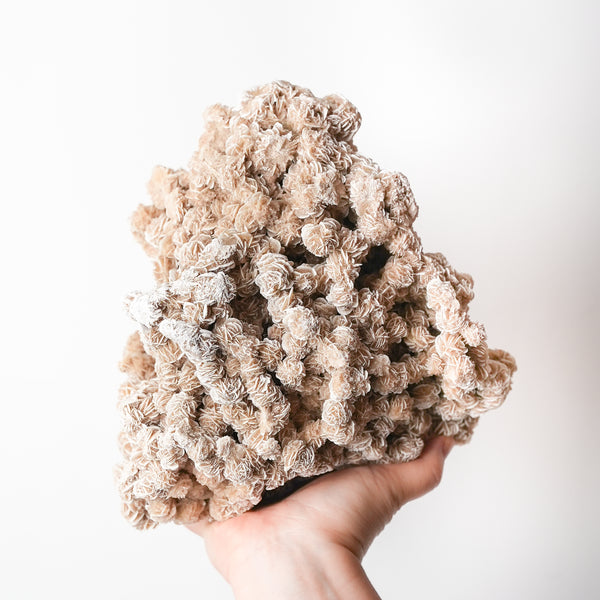 Large Desert Rose Cluster