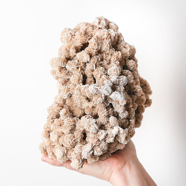 Large Desert Rose Cluster