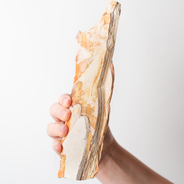 Glossopteris Fossil