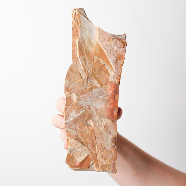 Glossopteris Fossil