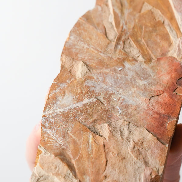Glossopteris Fossil