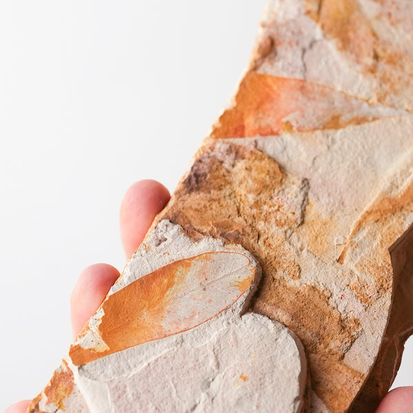 Glossopteris Fossil