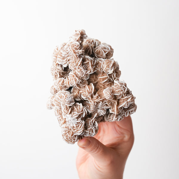 Desert Rose