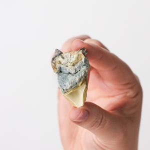 Crandallite and Variscite