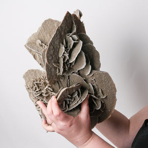 Stunning Extra Large Desert Rose
