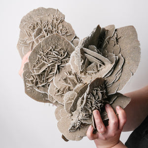 Stunning Extra Large Desert Rose