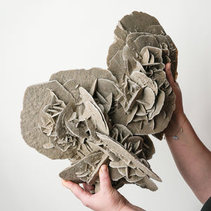 Stunning Extra Large Desert Rose